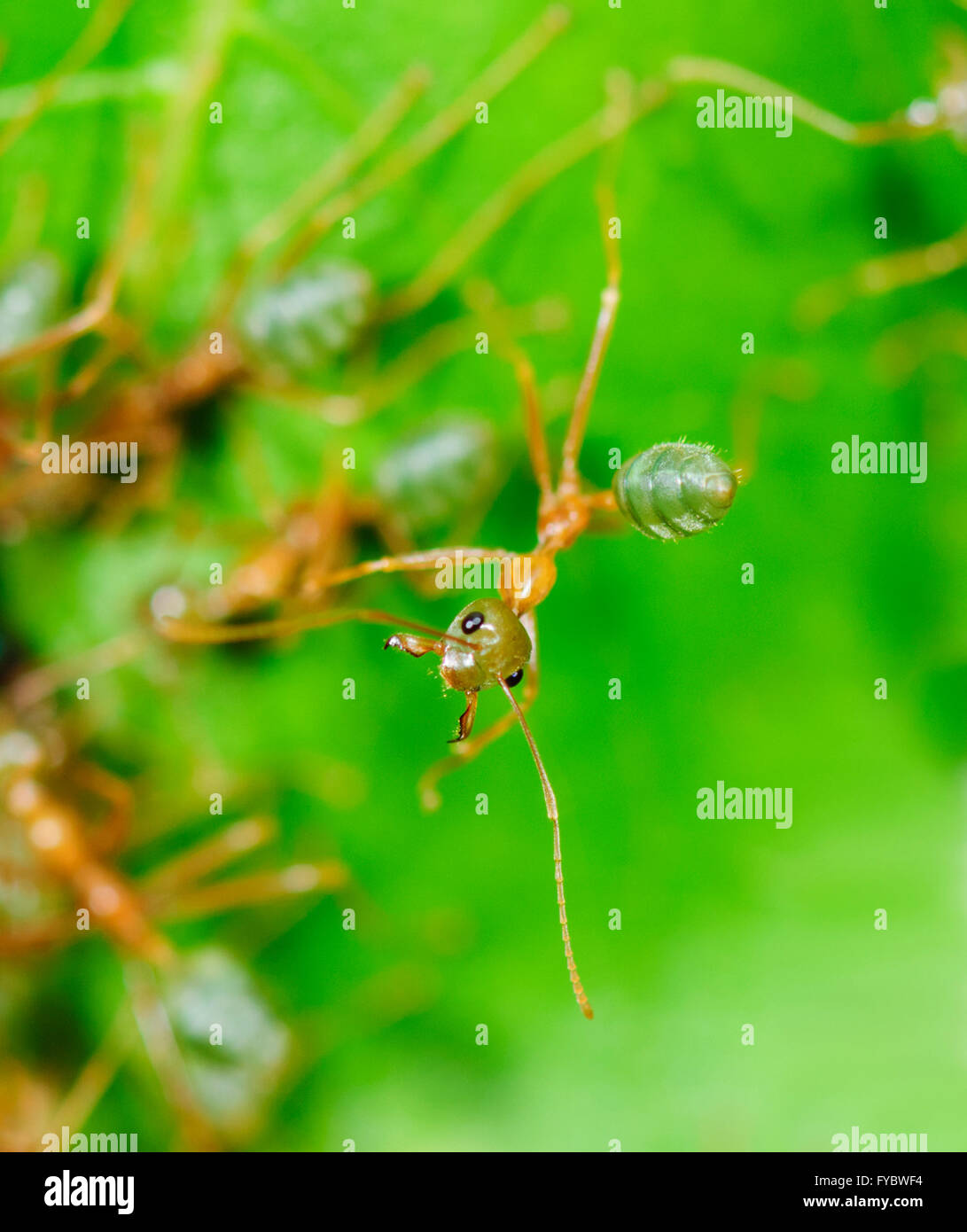 Grüner Baum Ant (Oecophylla Smaragdina) Northern Queensland, Australien Stockfoto