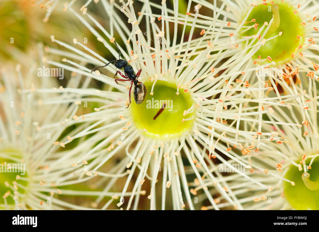 Ameise auf eine Eucalyptus Polyanthemos Blume, New-South.Wales, Australien Stockfoto