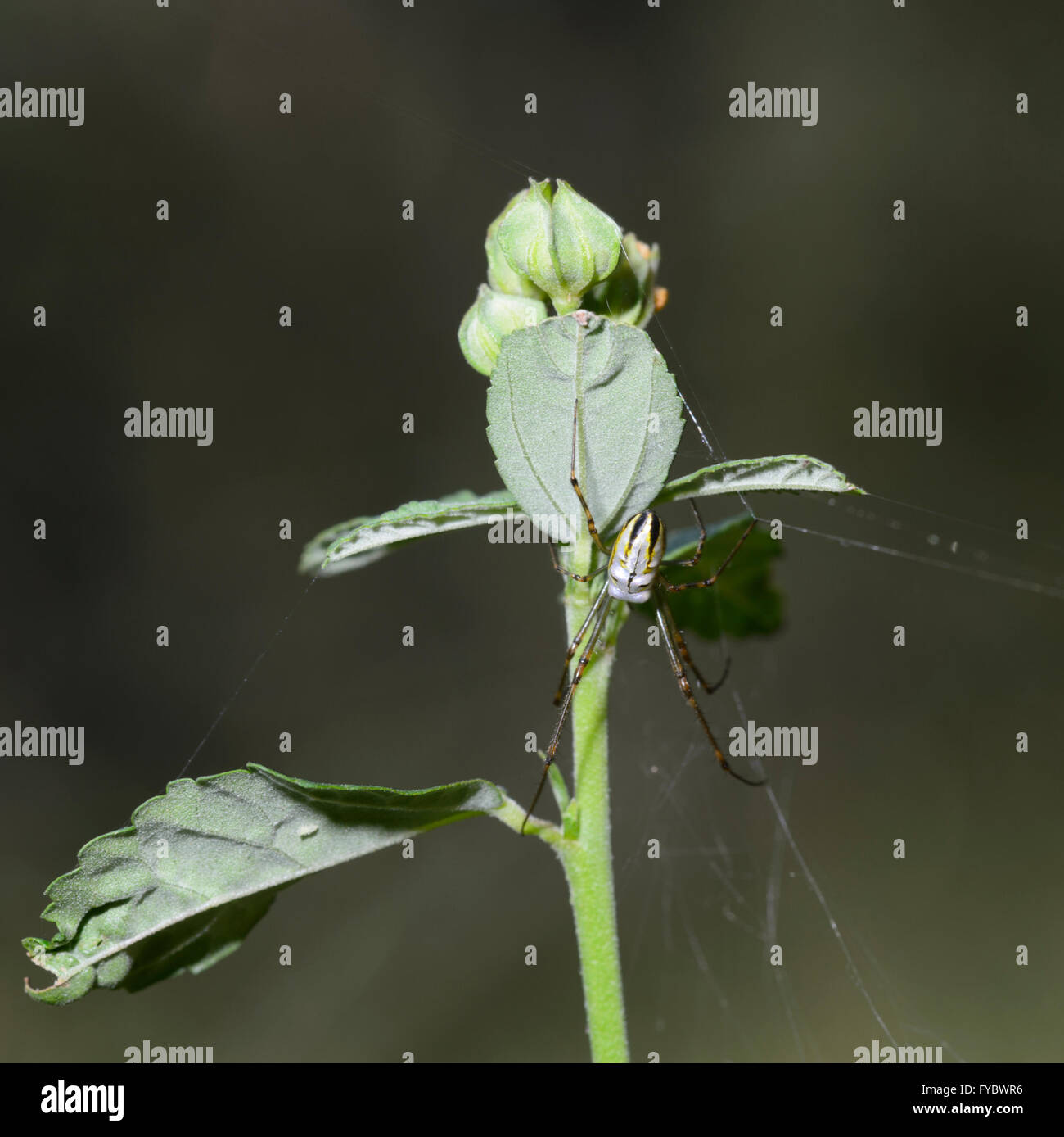 Silber Kugel-Spinne (Leucauge Granulata), Mt Annan, New-South.Wales, Australien Stockfoto