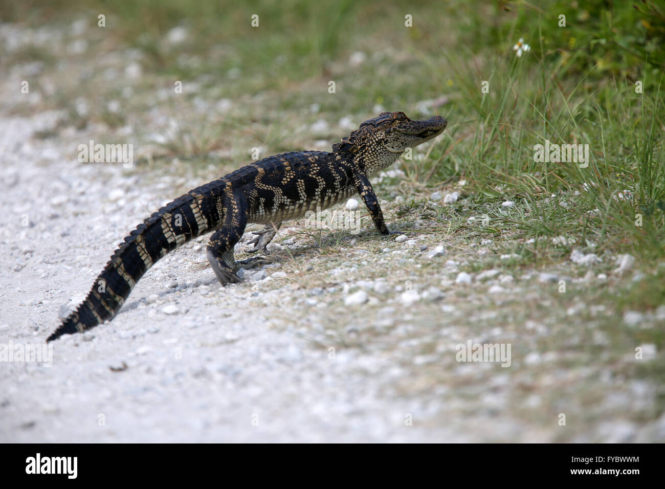 Junger Alligator über den Trail Weg direkt vor mir!  Es war ca. 1,5 m oder 5ft lang. April 2016 Stockfoto