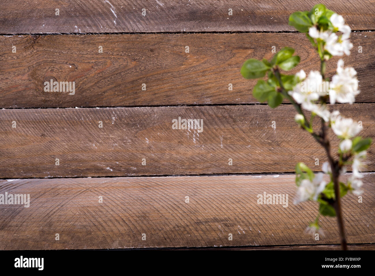 Foto von den hölzernen Hintergrund mit weißen Blumen blühen Stockfoto