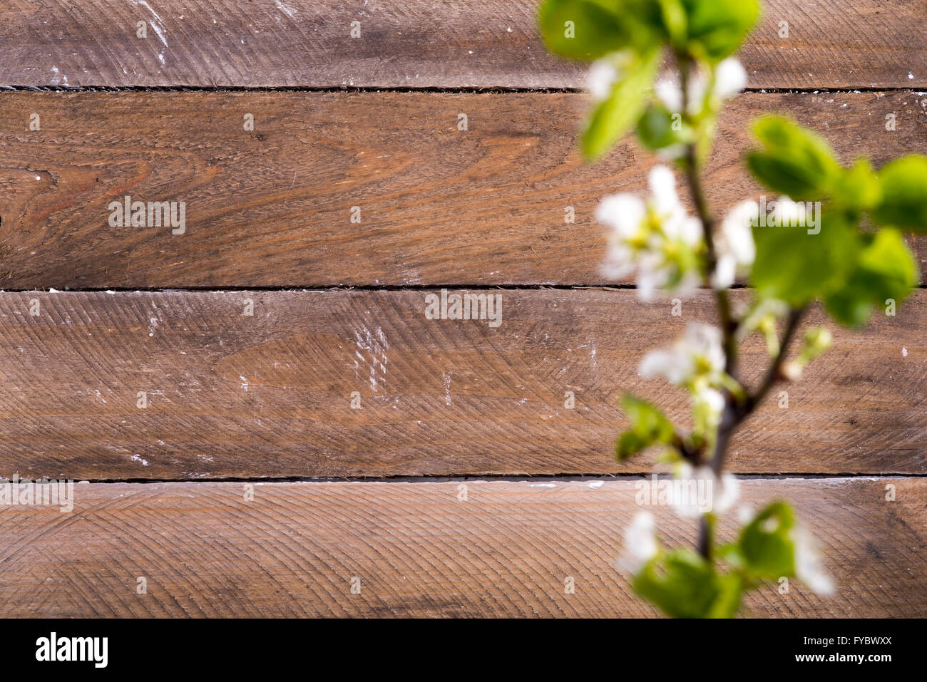 Foto von den hölzernen Hintergrund mit weißen Blumen blühen Stockfoto