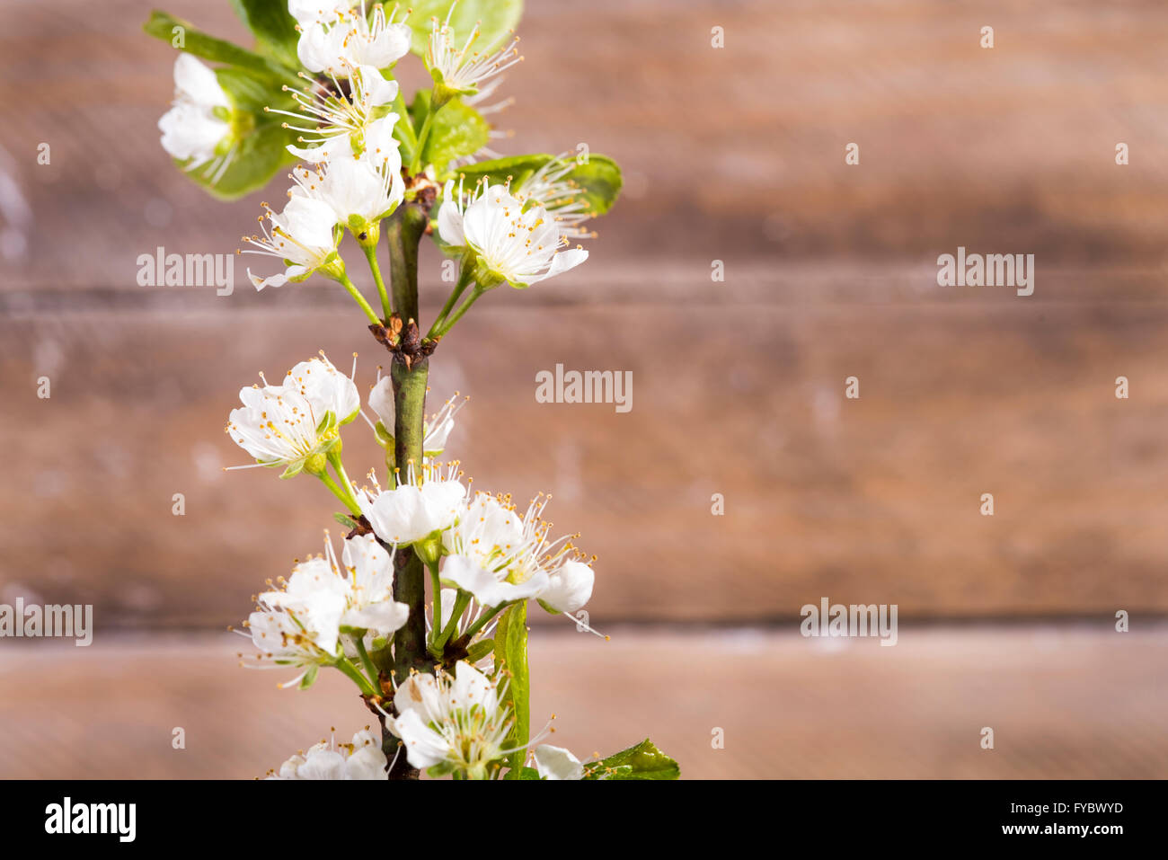 Foto von den hölzernen Hintergrund mit weißen Blumen blühen Stockfoto