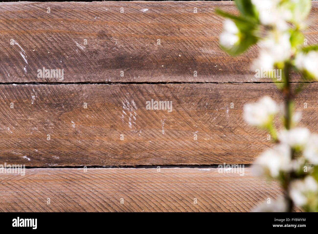 Foto von den hölzernen Hintergrund mit weißen Blumen blühen Stockfoto