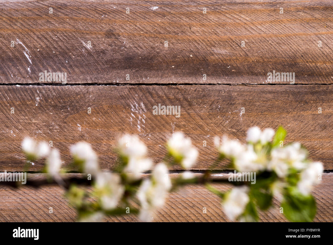 Foto von den hölzernen Hintergrund mit weißen Blumen blühen Stockfoto