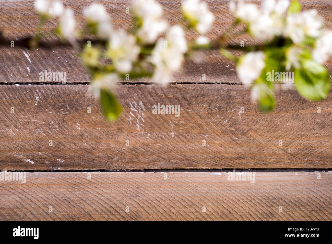 Foto von den hölzernen Hintergrund mit weißen Blumen blühen Stockfoto