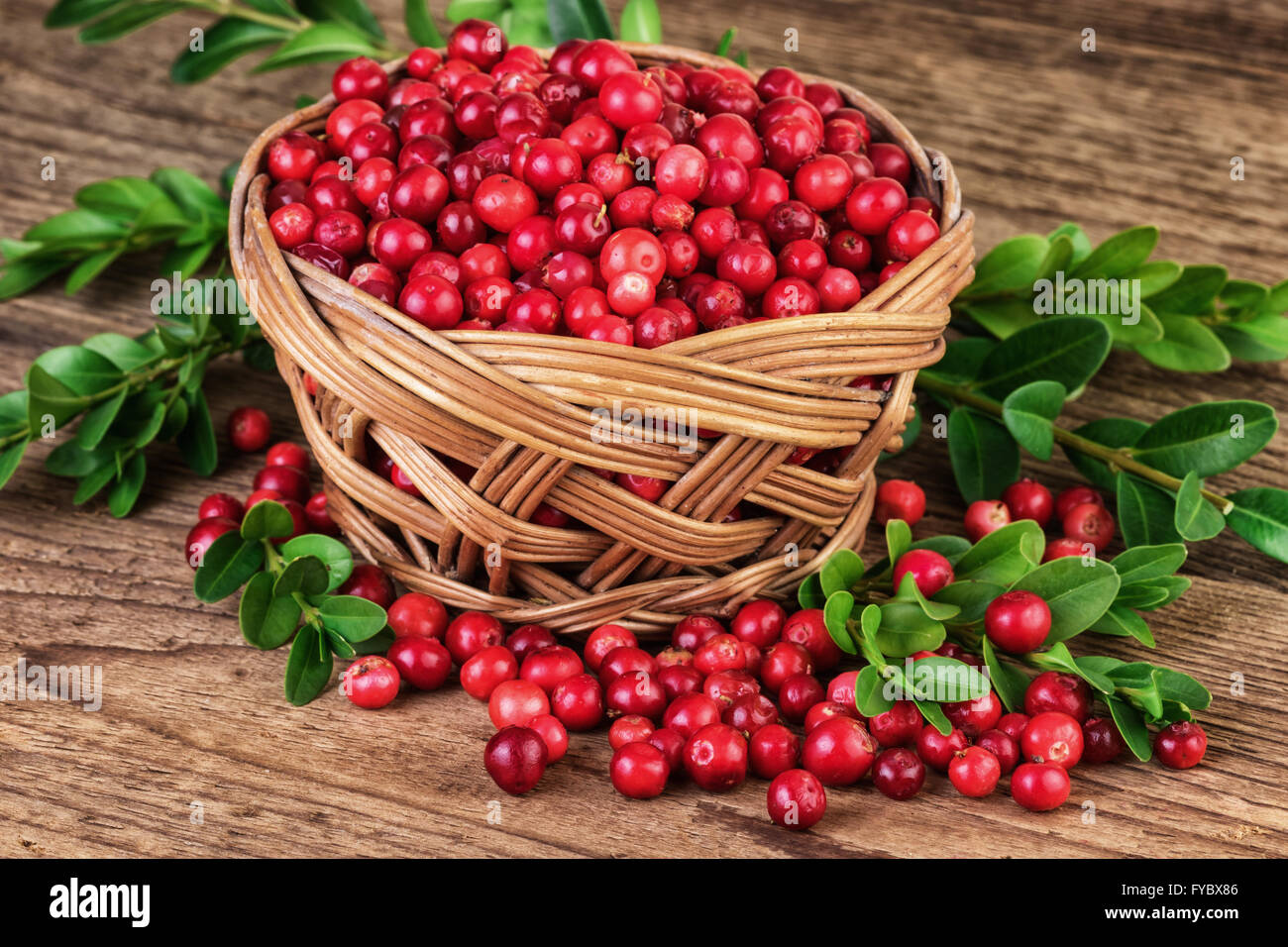 Korb mit Preiselbeeren Stockfoto