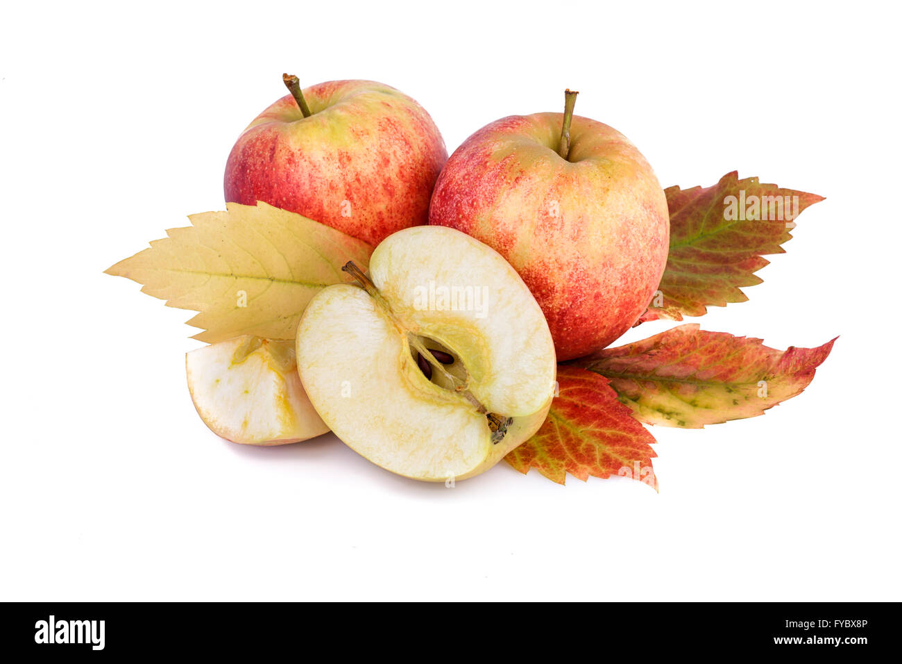 Äpfel auf weiß mit Herbst Blatt. Herbst-Stilleben. Stockfoto
