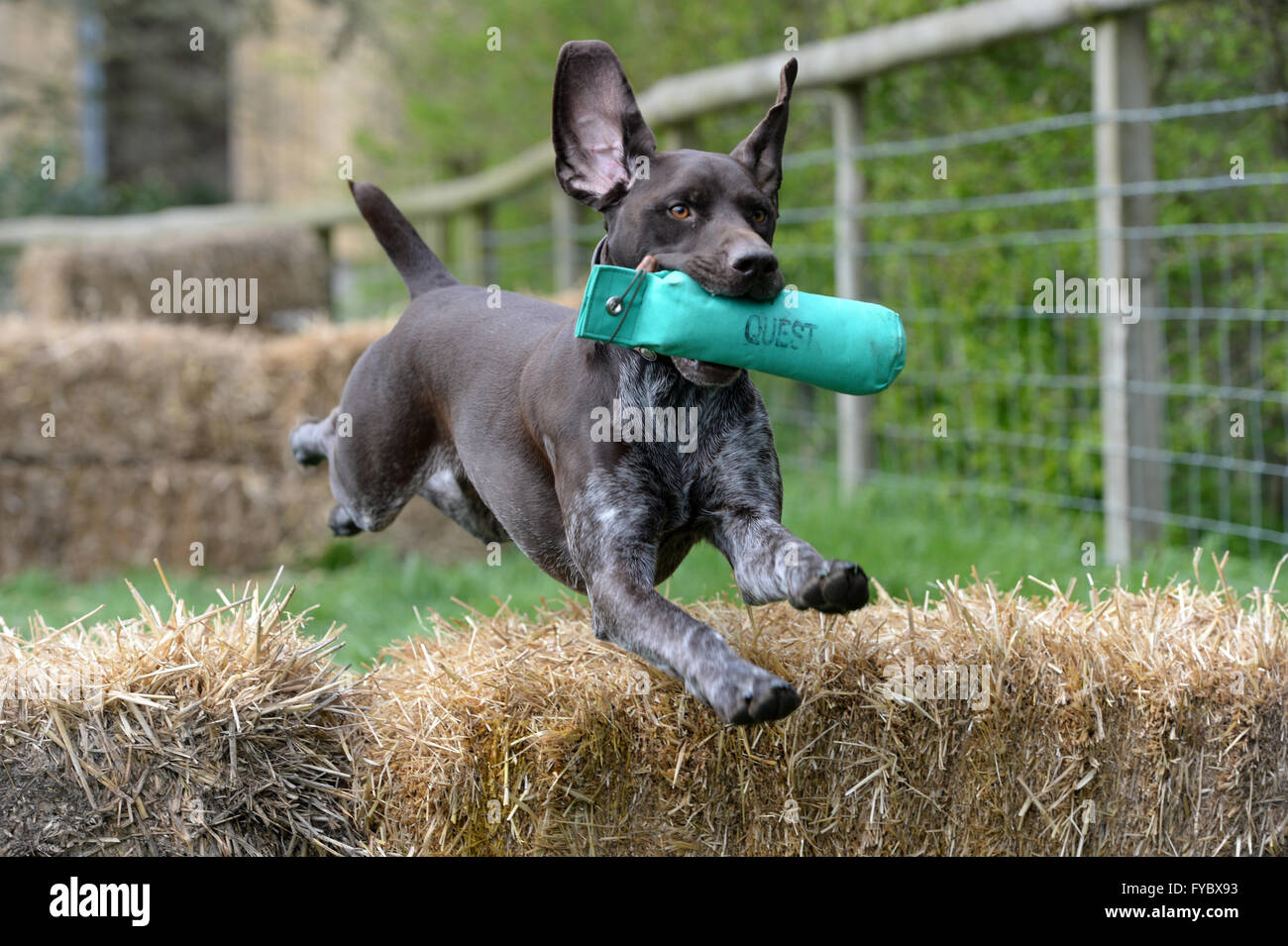 Pointer Hund springen über Strohballen haben einen grünen Dummy in Mund abgerufen huschen Veranstaltung Ohren fliegen Stockfoto