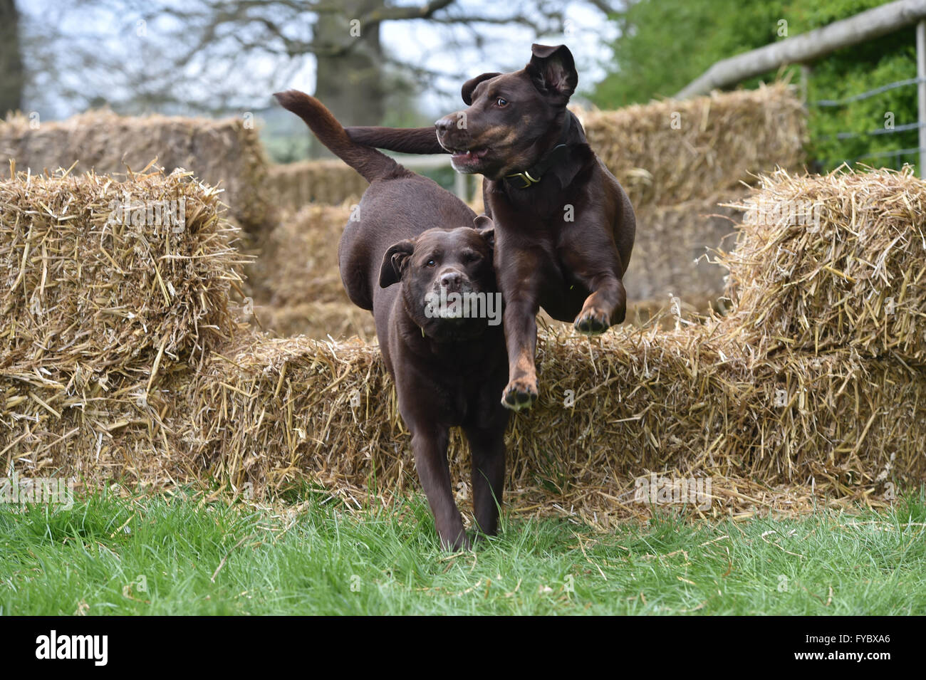 Aufgeregt, dass Schokolade Labrador und Labrador Hunde Kreuz springen und springen aufgeregt durch huschen Veranstaltung mit Stroh Ballen springende Stockfoto