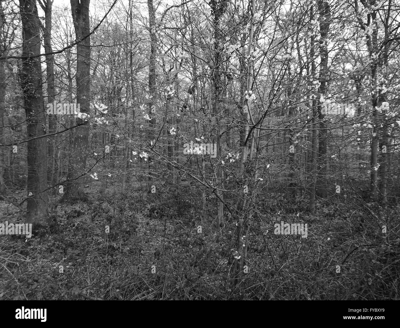 Frühling im Wald auf dem Rhein Land, Deutschland Stockfoto