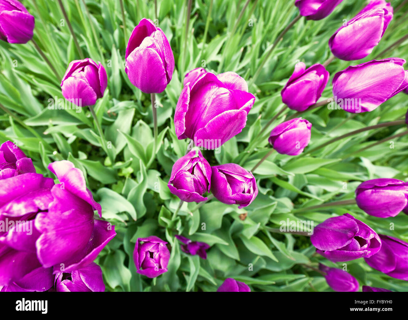 Tulpe Blumen. Super-Weitwinkel-Objektiv geschossen Stockfoto
