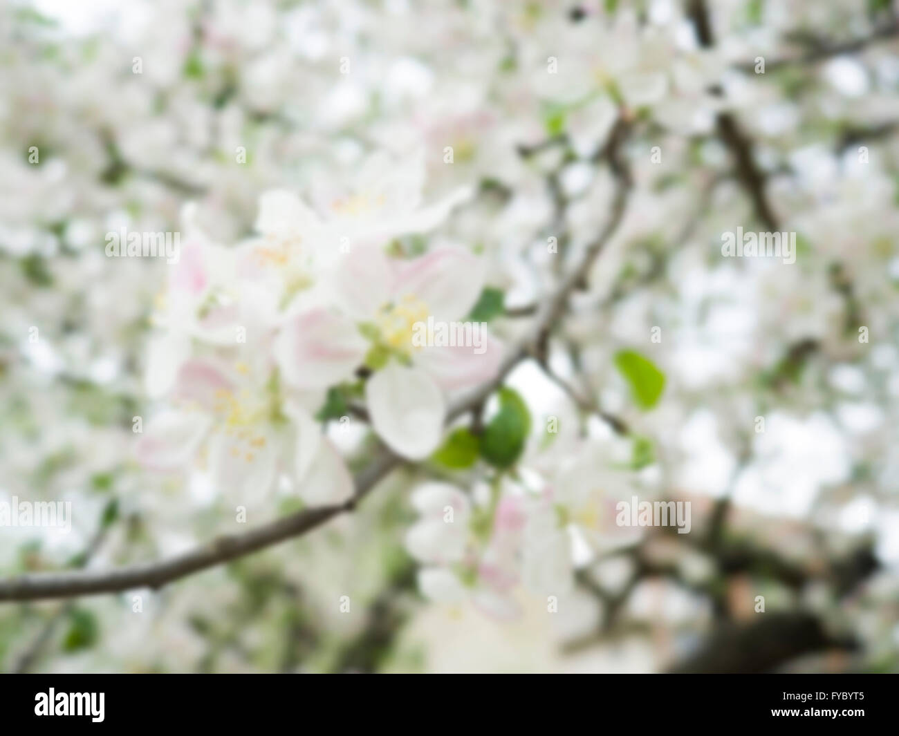 Kirschblüte unscharf Hintergrund Stockfoto
