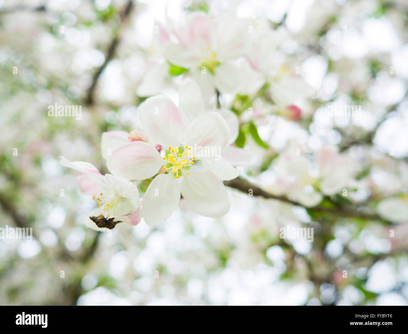 Kirschblüte Stockfoto