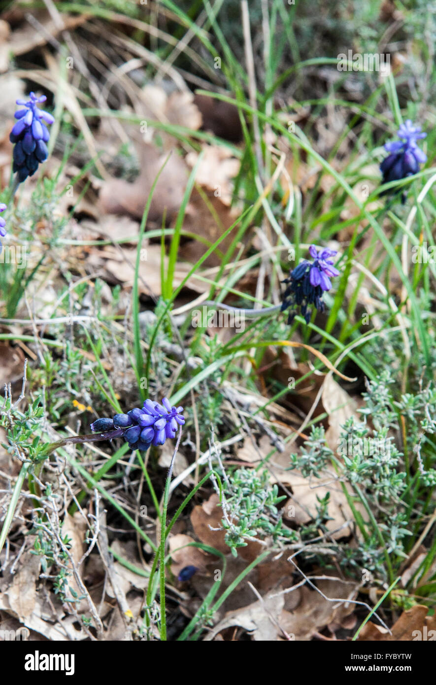 Muscari neglectum Stockfoto