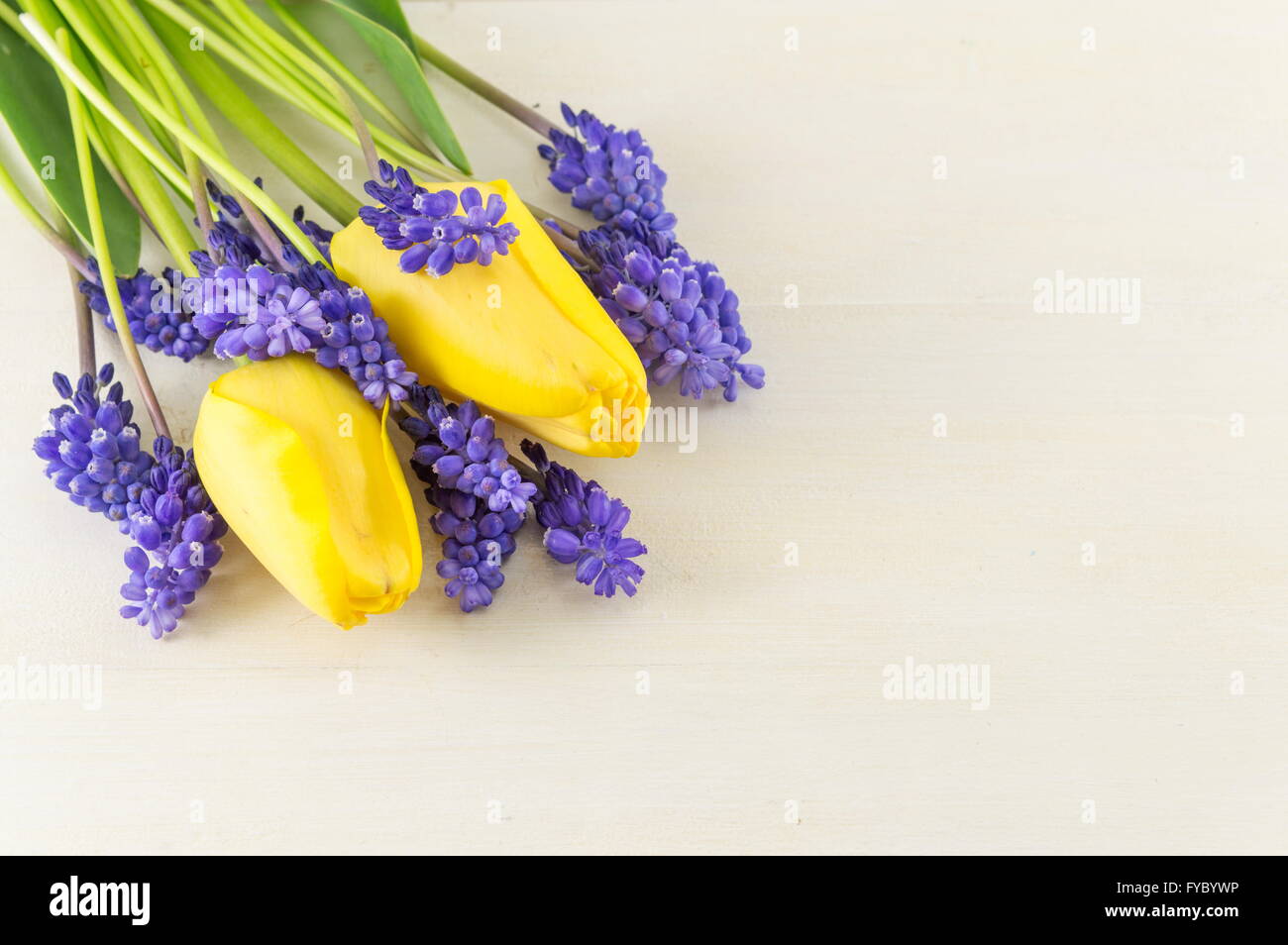 Gelbe Tulpen mit Hyazinthe Frühlingsblumen Stockfoto