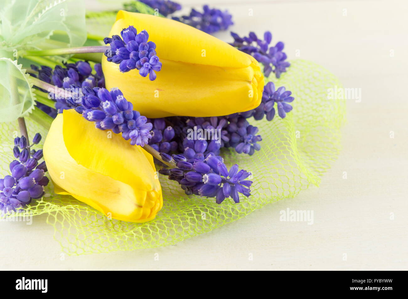 Gelbe Tulpen mit Hyazinthe Frühlingsblumen Stockfoto