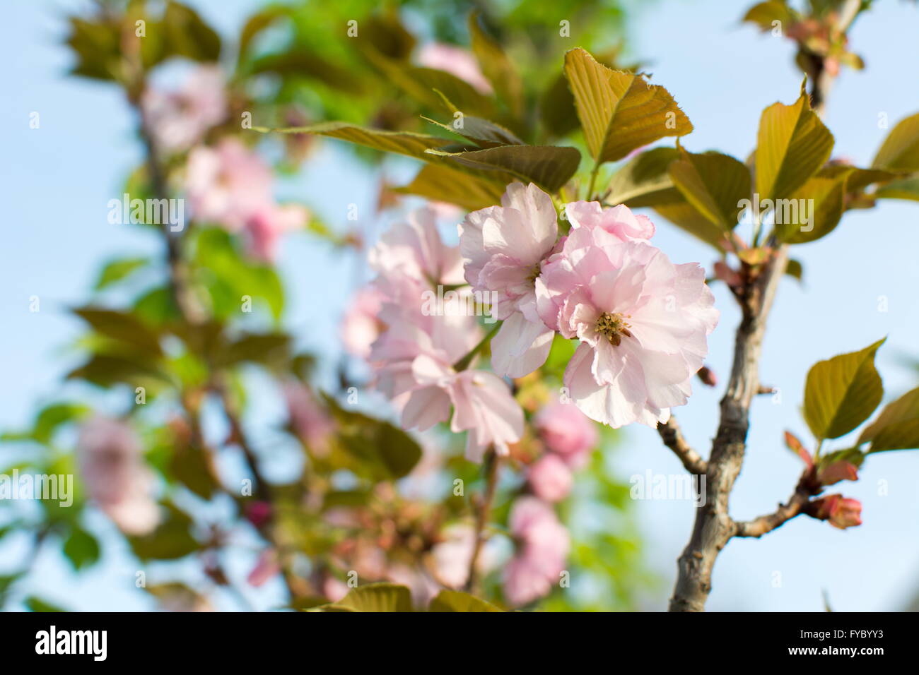 Kirschblüte Blüten auf einem Baum im freien Stockfoto