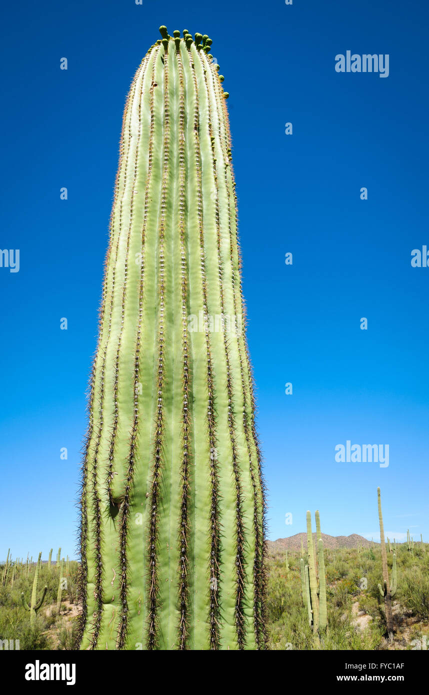 Saguaro-Nationalpark Stockfoto