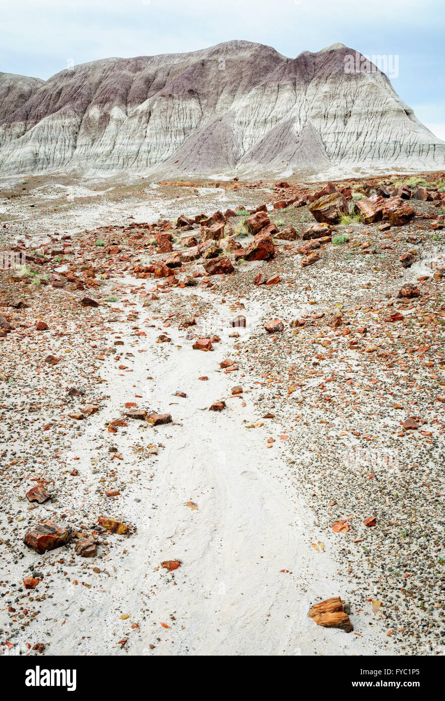 Petrified Forest Nationalpark Stockfoto