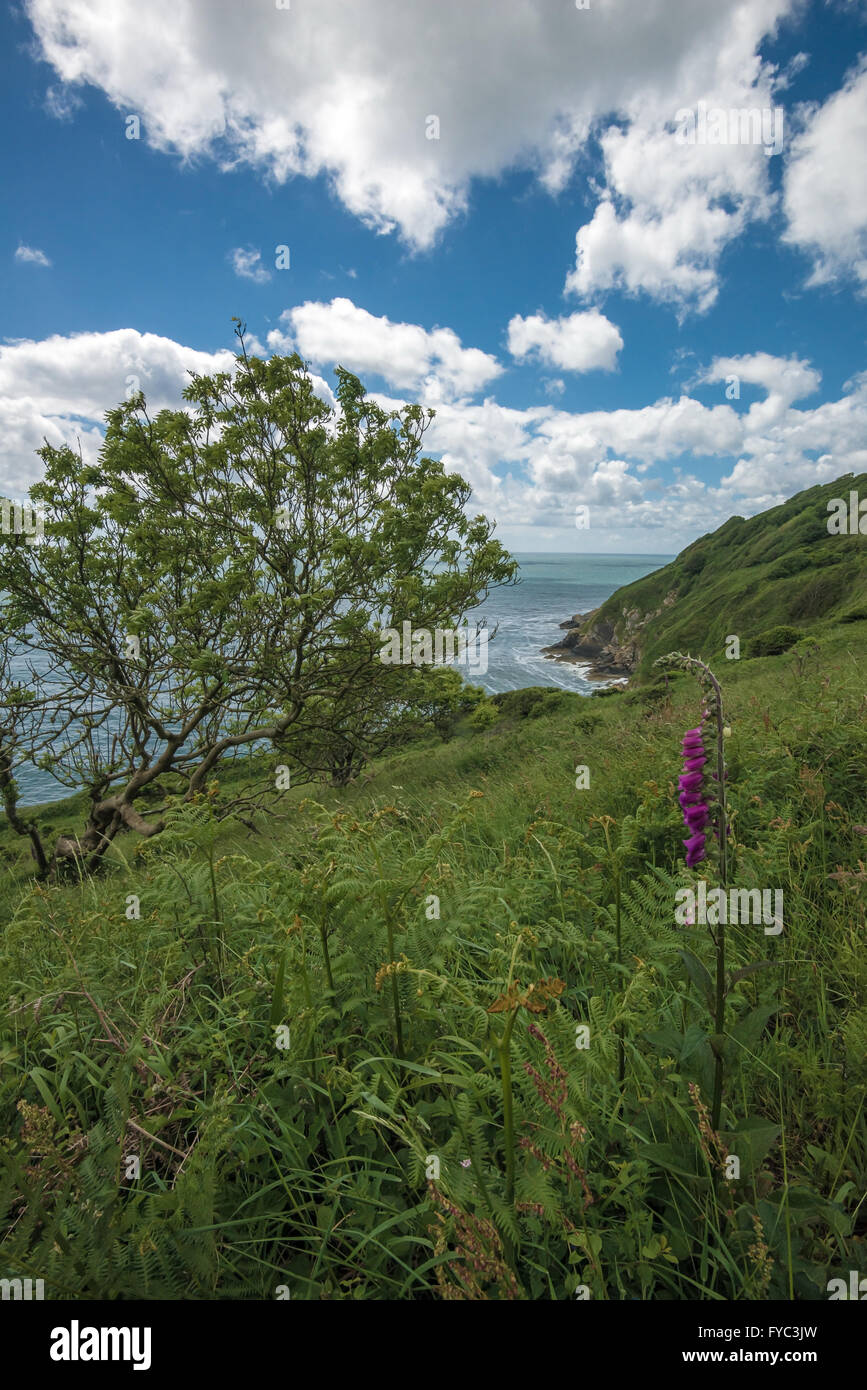 Cornwall-Landschaft Stockfoto