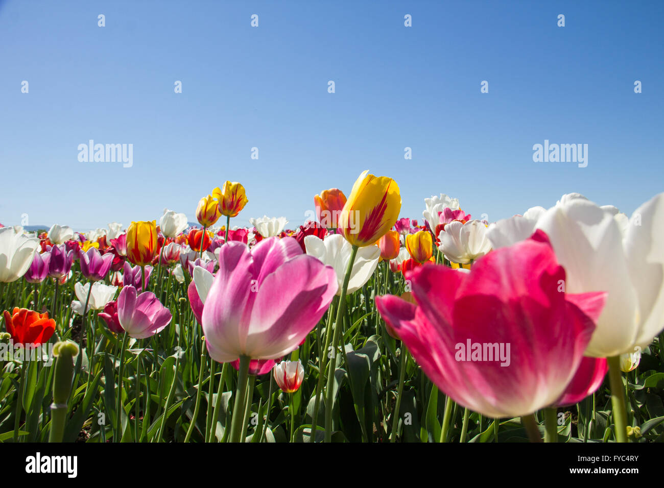 Bereich der bunten Tulpen gegen brillanten blauen Frühlingshimmel., Stockfoto