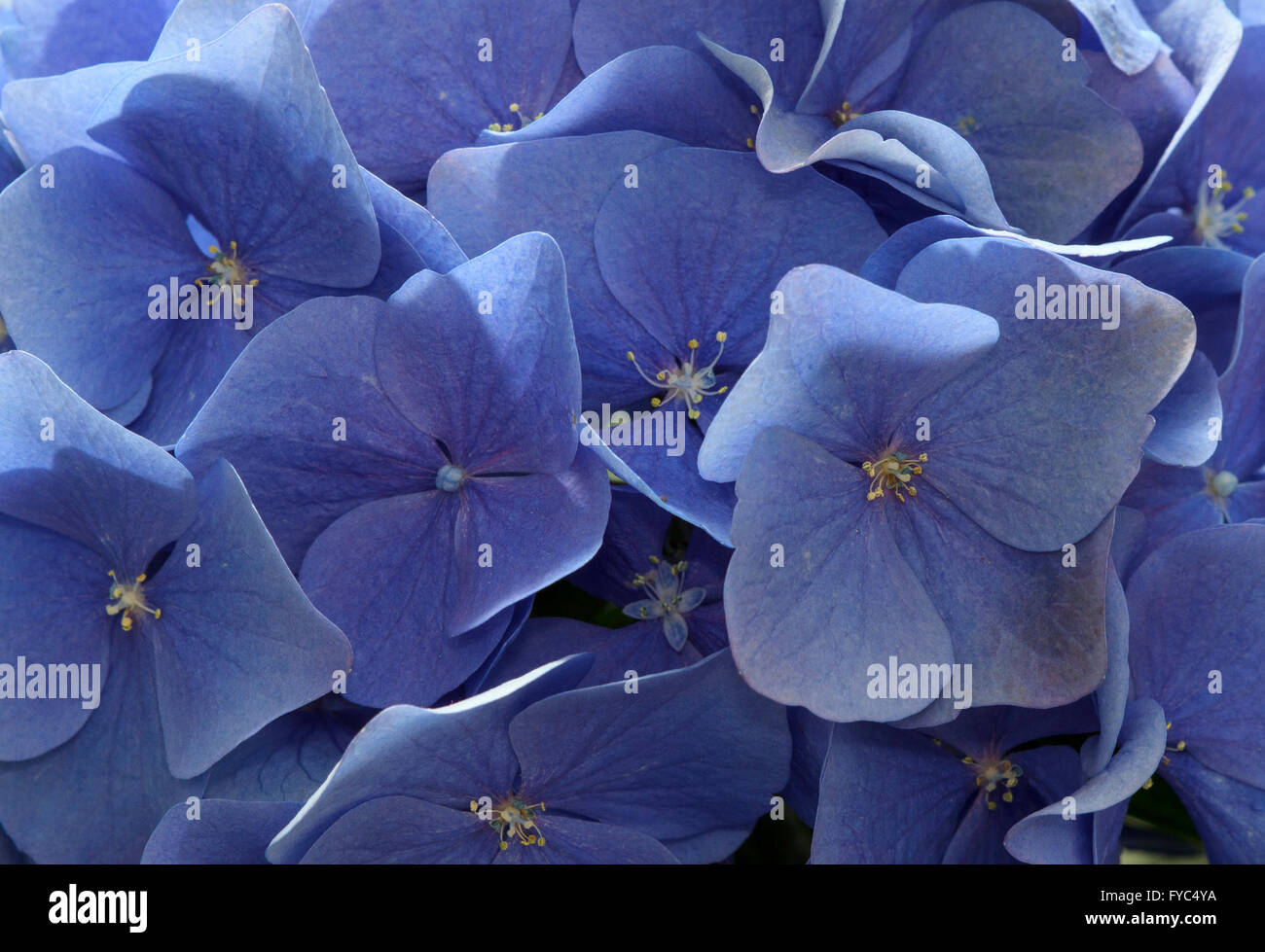 Blauen Garten Hortensien. Stockfoto