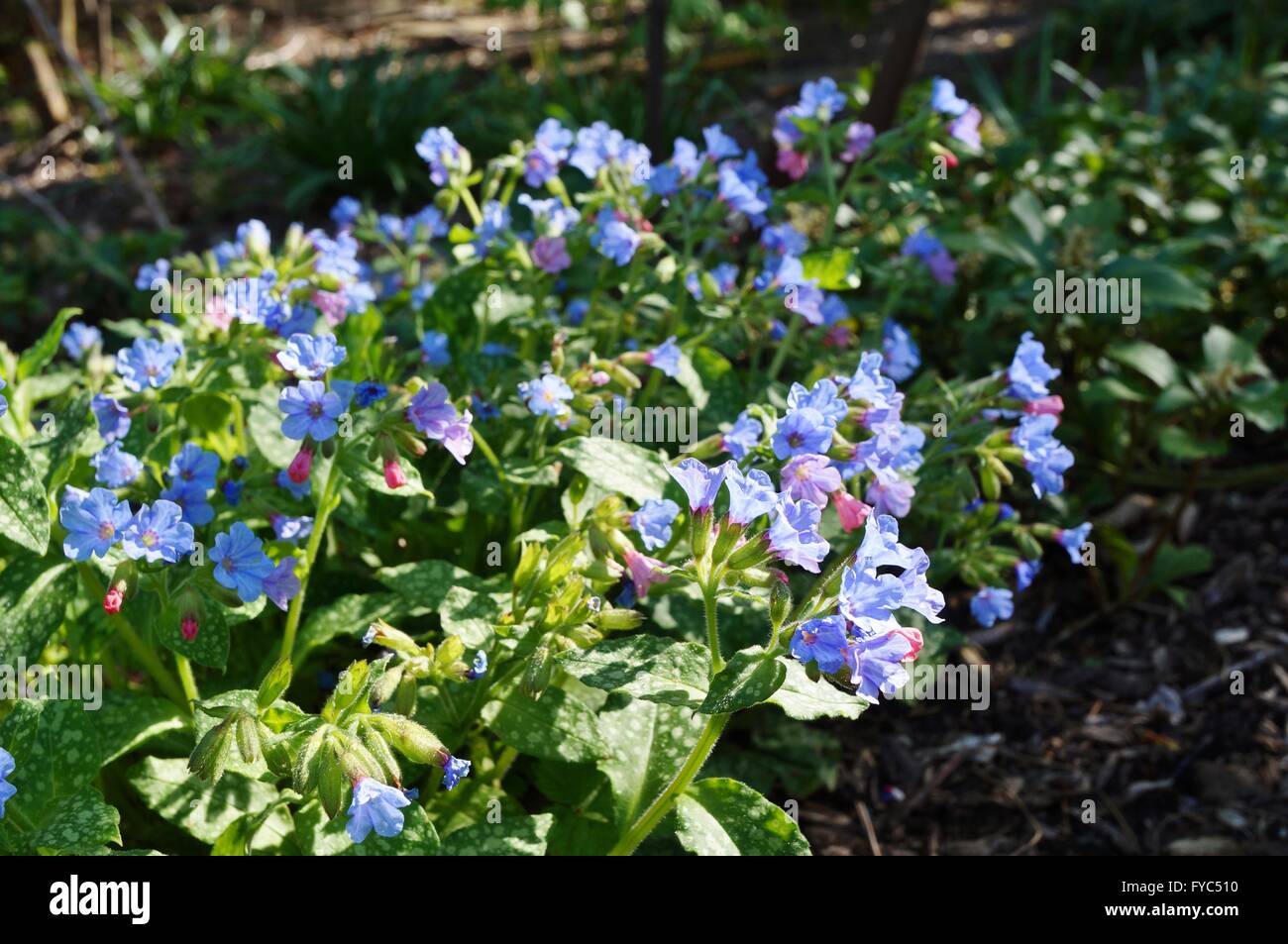 Pulmonaria (Lungenkraut) lila Blumen Stockfoto