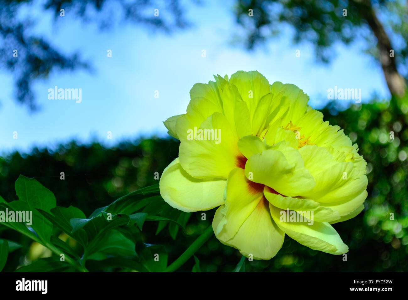 Gelbe Pfingstrose Blüte selektive Fokus nach vorne hellblauen Himmel Hintergrund Stockfoto
