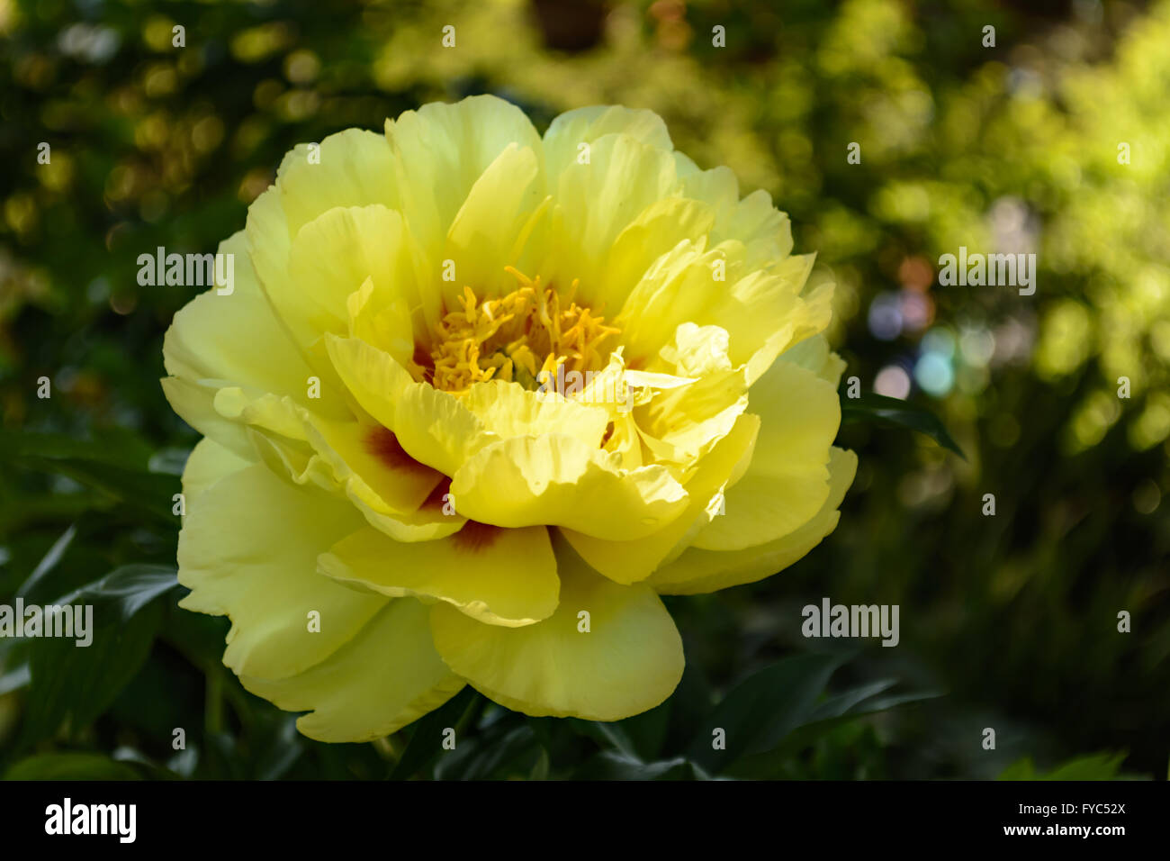 Helle gelbe Pfingstrose Blume selektiven Fokus nach vorne mit grünem Hintergrund Stockfoto