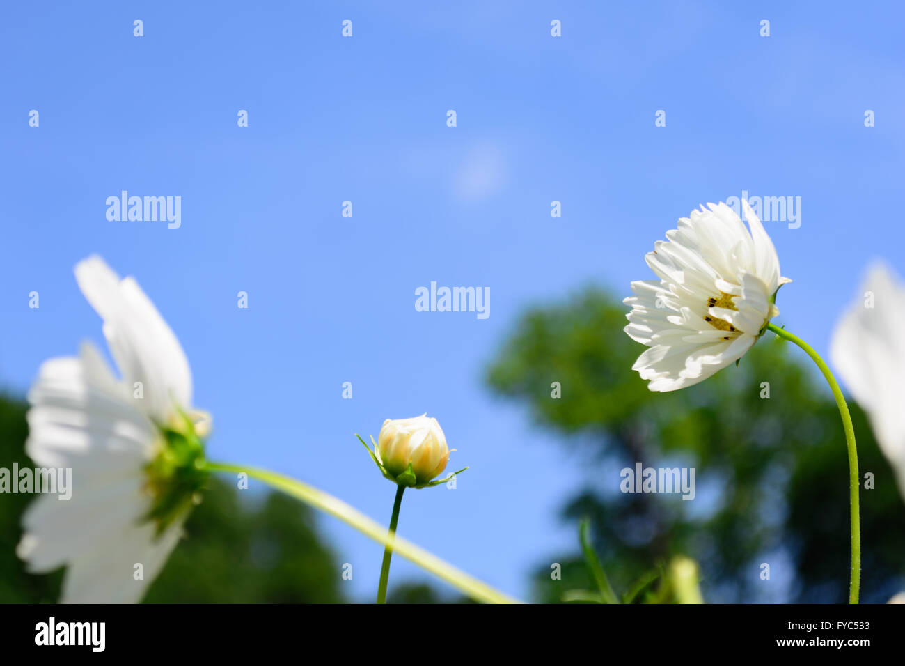 Langer Stiel weiß Blume Standout selektiven Fokus Mitte mit Blumen im Vordergrund, im Zentrum und blauen Himmelshintergrund Knospe Stockfoto