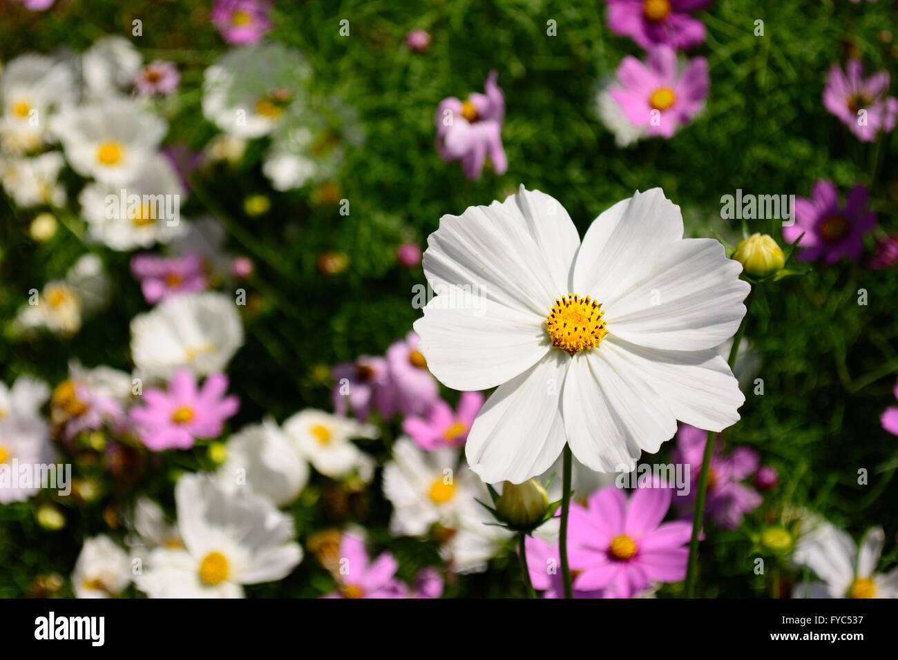 Herausragende weiße Blume selektiven Fokus Vordergrund Stockfoto