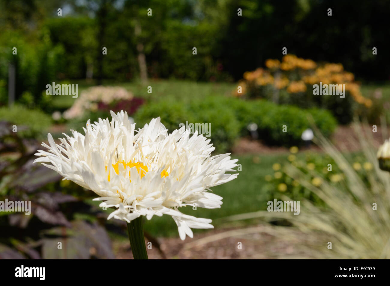 Weiß Shasta Daisy Blume selektiven Fokus nach vorne herausragenden Schönheit mit Blumengarten im Hintergrund Stockfoto
