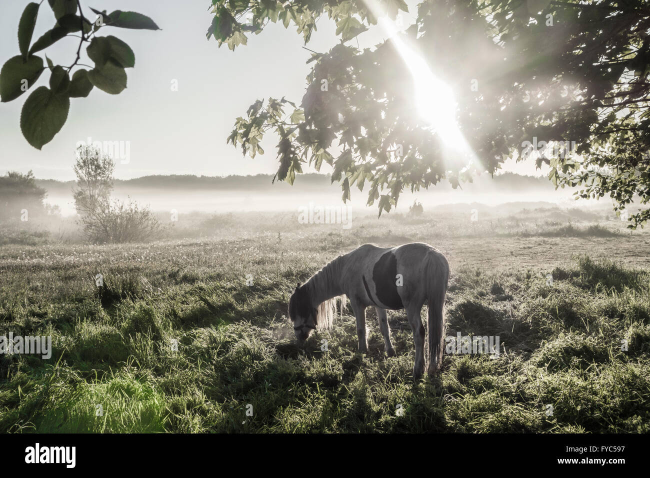 Pferd im Feld bei Sonnenaufgang am nebligen Morgen. Stockfoto