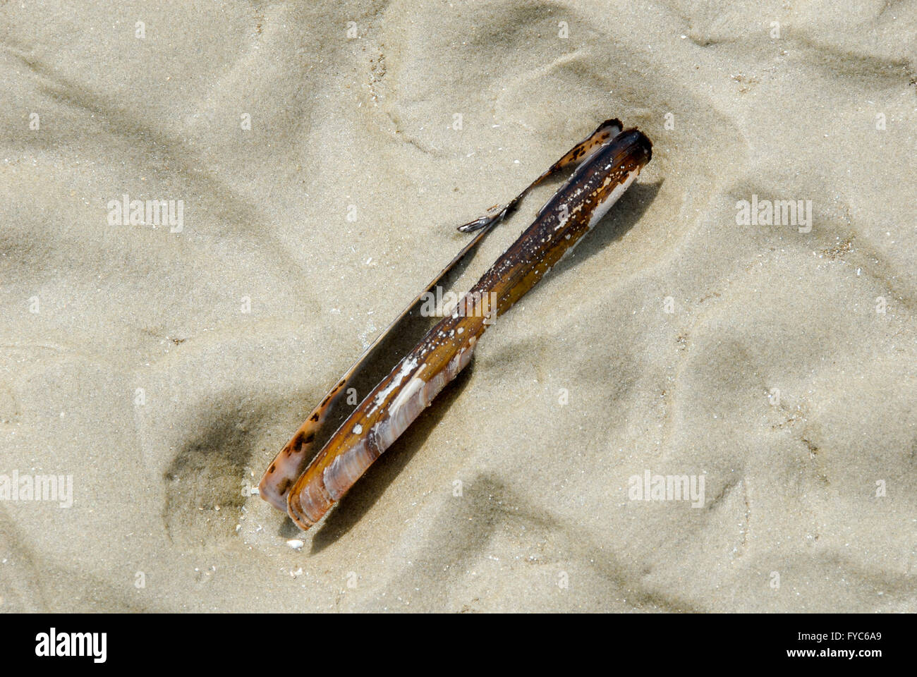 Atlantische Klappmesser Muschel am Strand von Rømø, Dänemark Stockfoto