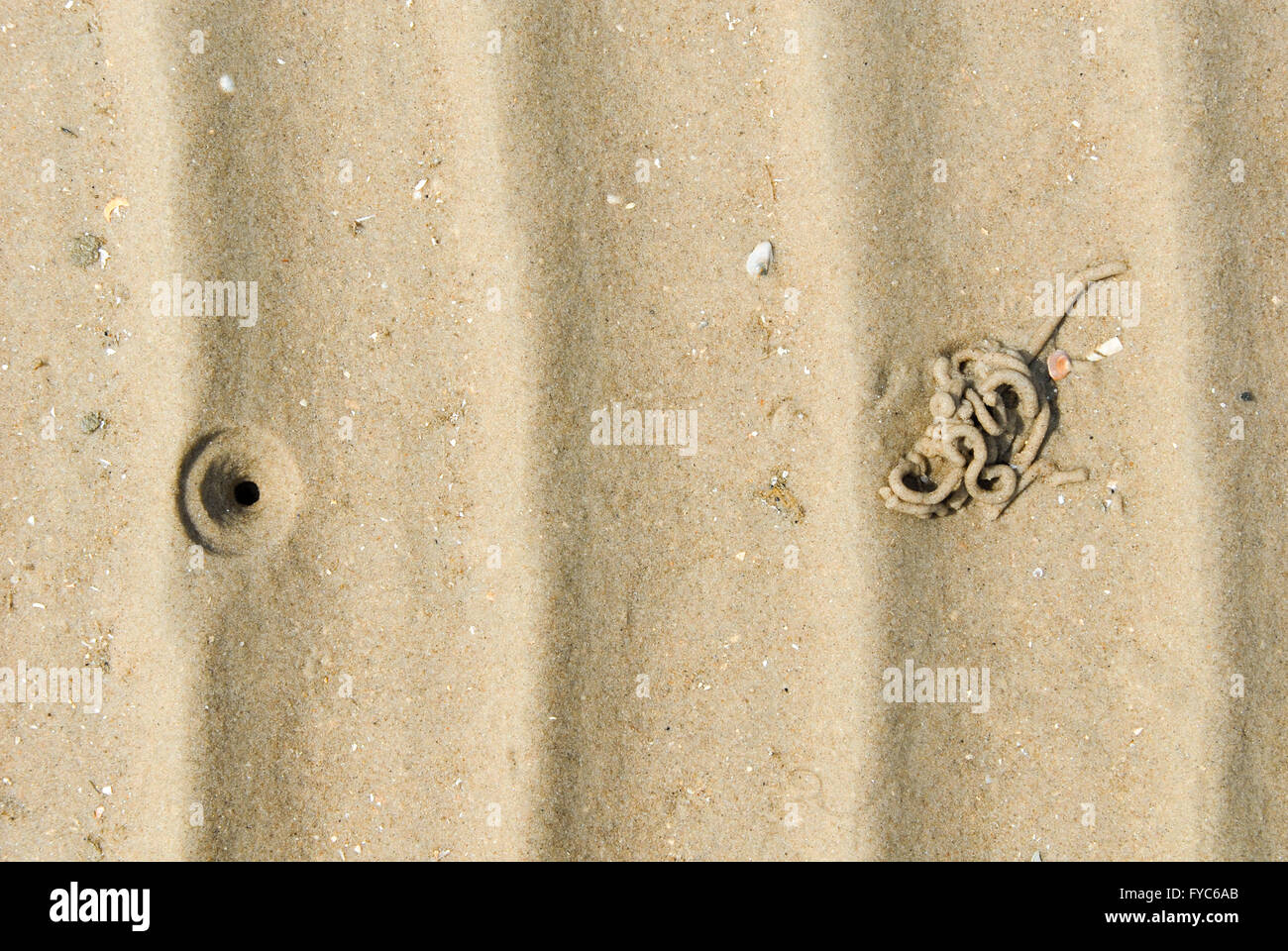 Graben von einem Lug Wurm am Strand von Rømø, Dänemark Stockfoto