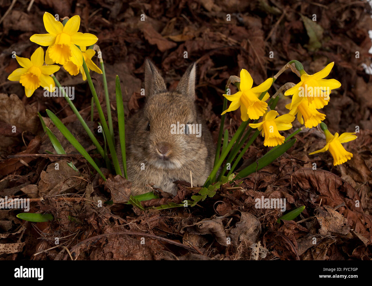 Baby Europäische Kaninchen, Oryctolagus Cuniculus, Narzissen und Blätter im studio Stockfoto