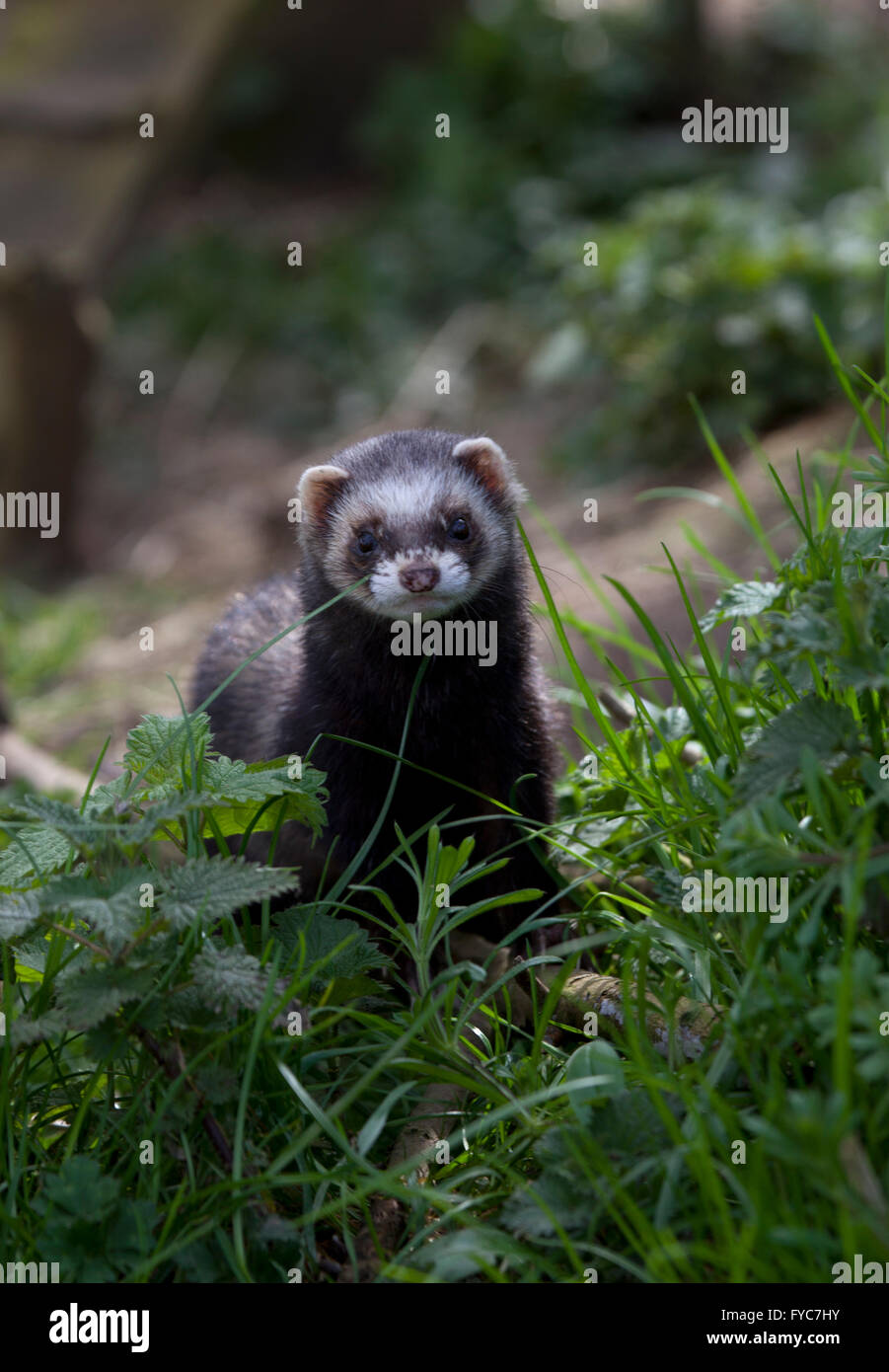 Europäischen Iltis Mustela Putorius in Freigehege Stockfoto