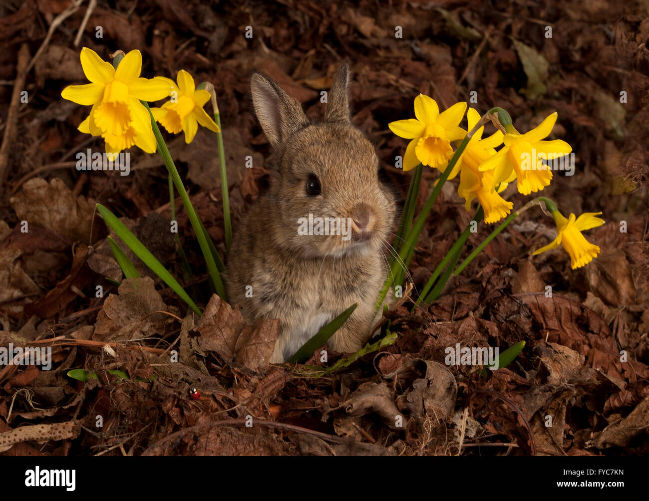 Baby Europäische Kaninchen, Oryctolagus Cuniculus, Narzissen und Blätter im studio Stockfoto