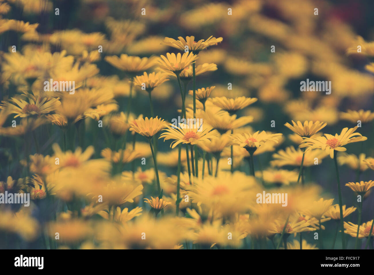 Frühling Hintergrund - gelbe Blumenfeld Stockfoto