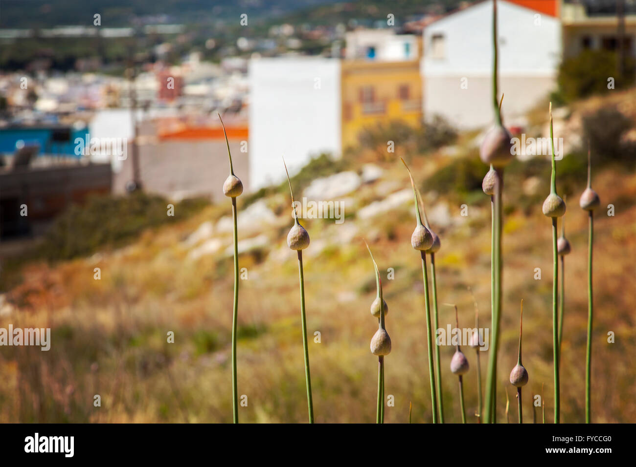 Bild des wilden Allium Birnen wachsen auf den Hügeln von Sitia Crete. Stockfoto