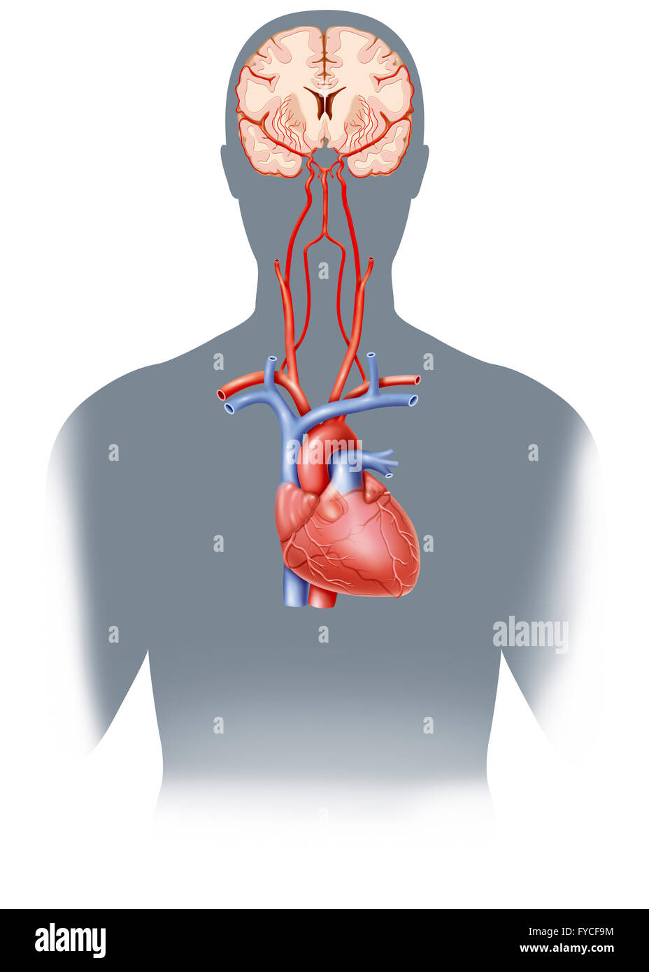 ZEREBRALEN ARTERIE, ILLUSTRATION Stockfoto