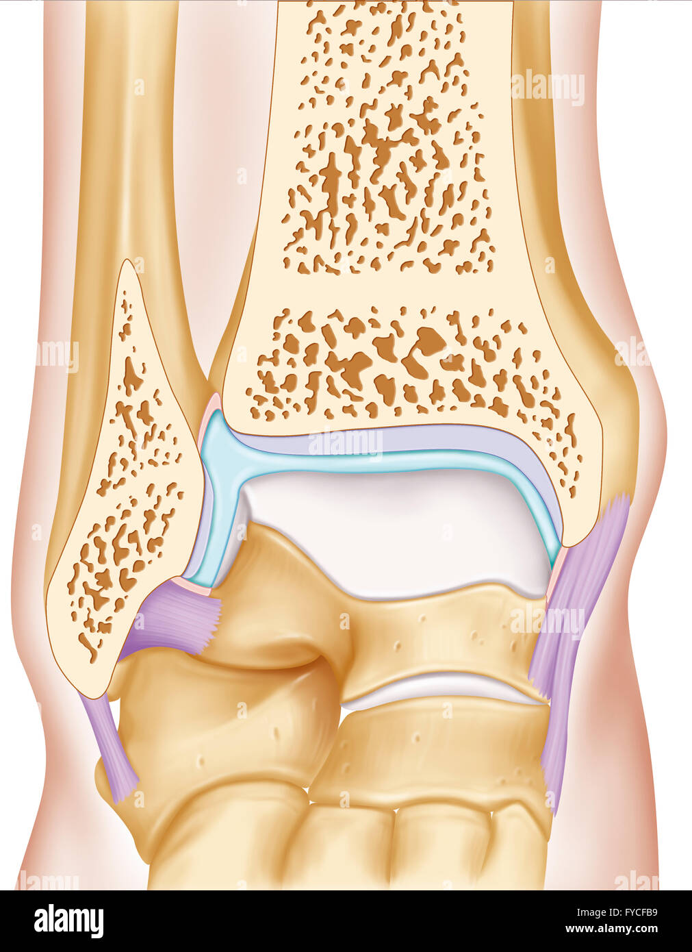 KNÖCHEL-ZEICHNUNG Stockfoto KNÖCHEL-ZEICHNUNG Stockfoto