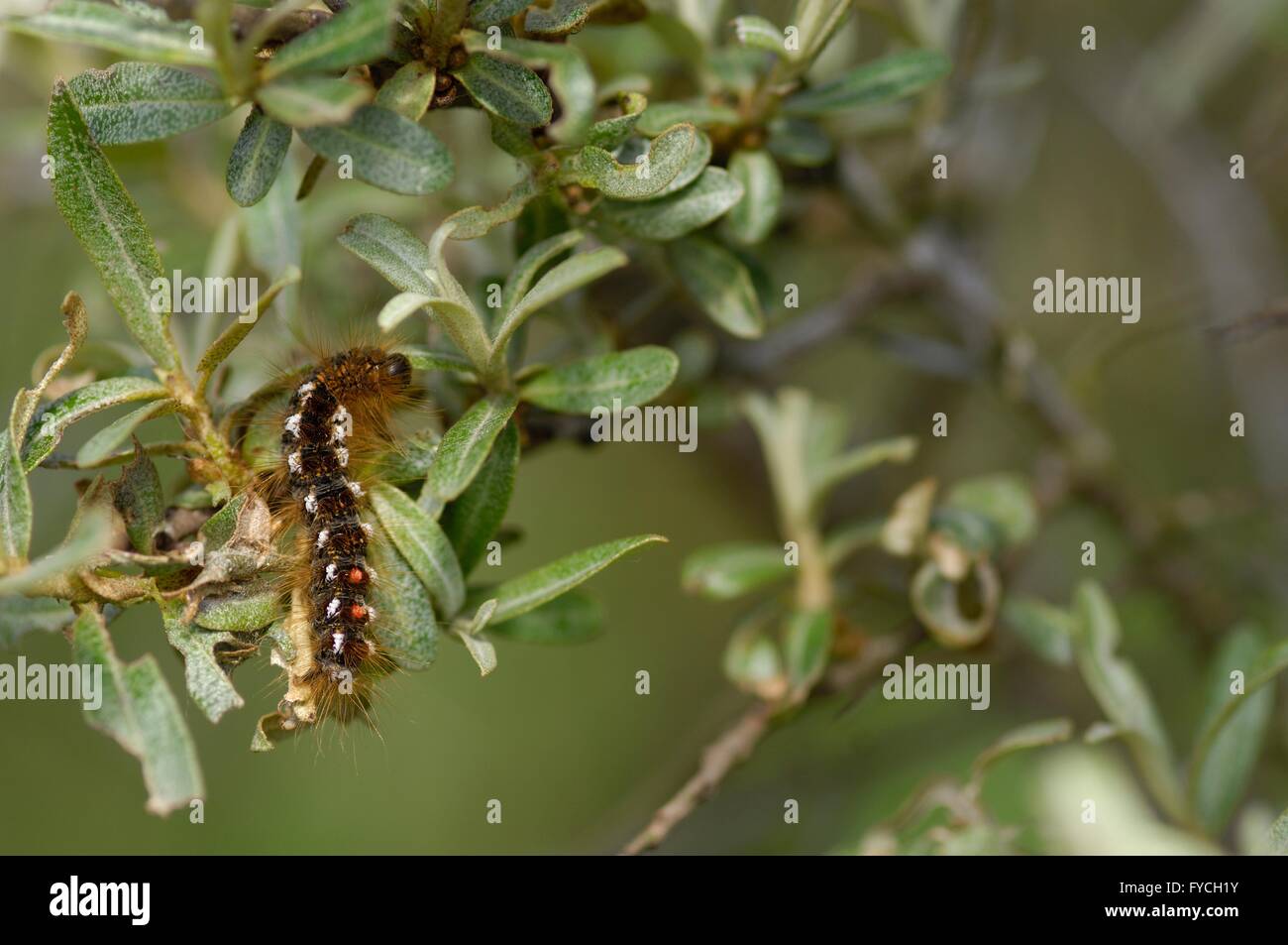 Brown – Tail Moth (Euproctis Chrysorrhoea) Raupe ernähren sich von gemeinsamen Sanddorn (Hippophae Rhamnoides) Stockfoto
