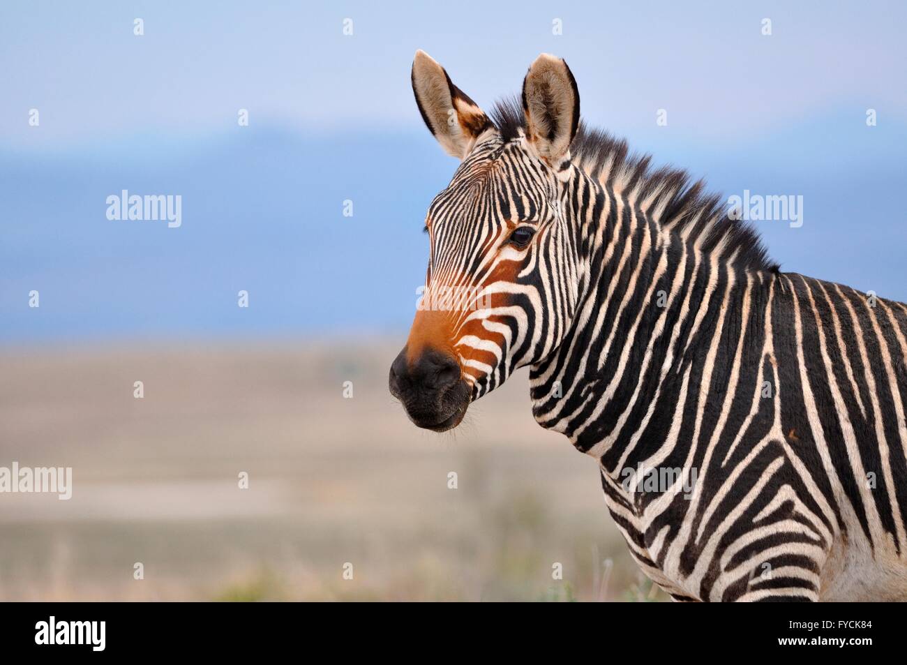 Kap-Bergzebra (Equus Zebra Zebra), Mountain Zebra National Park, Eastern Cape, Südafrika Stockfoto