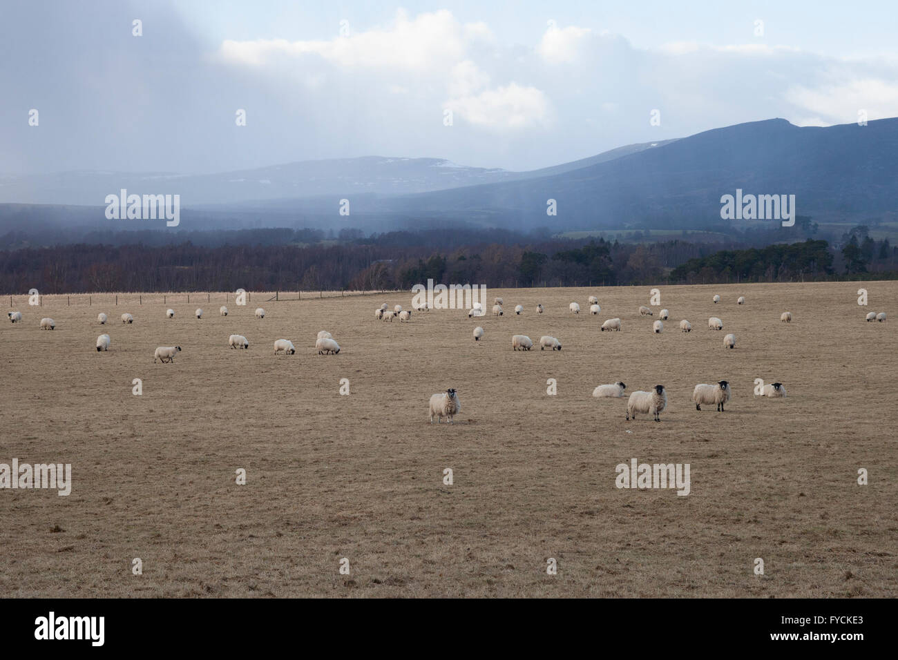 Schafe auf dem Gebiet. Schottland.  PIC Pako Mera Stockfoto