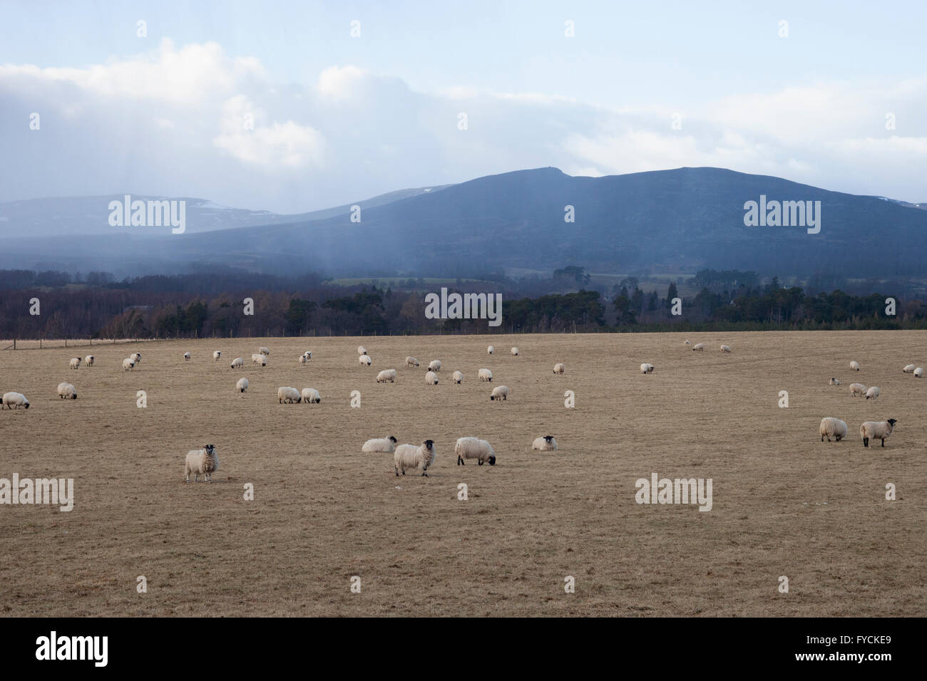 Schafe auf dem Gebiet. Schottland.  PIC Pako Mera Stockfoto
