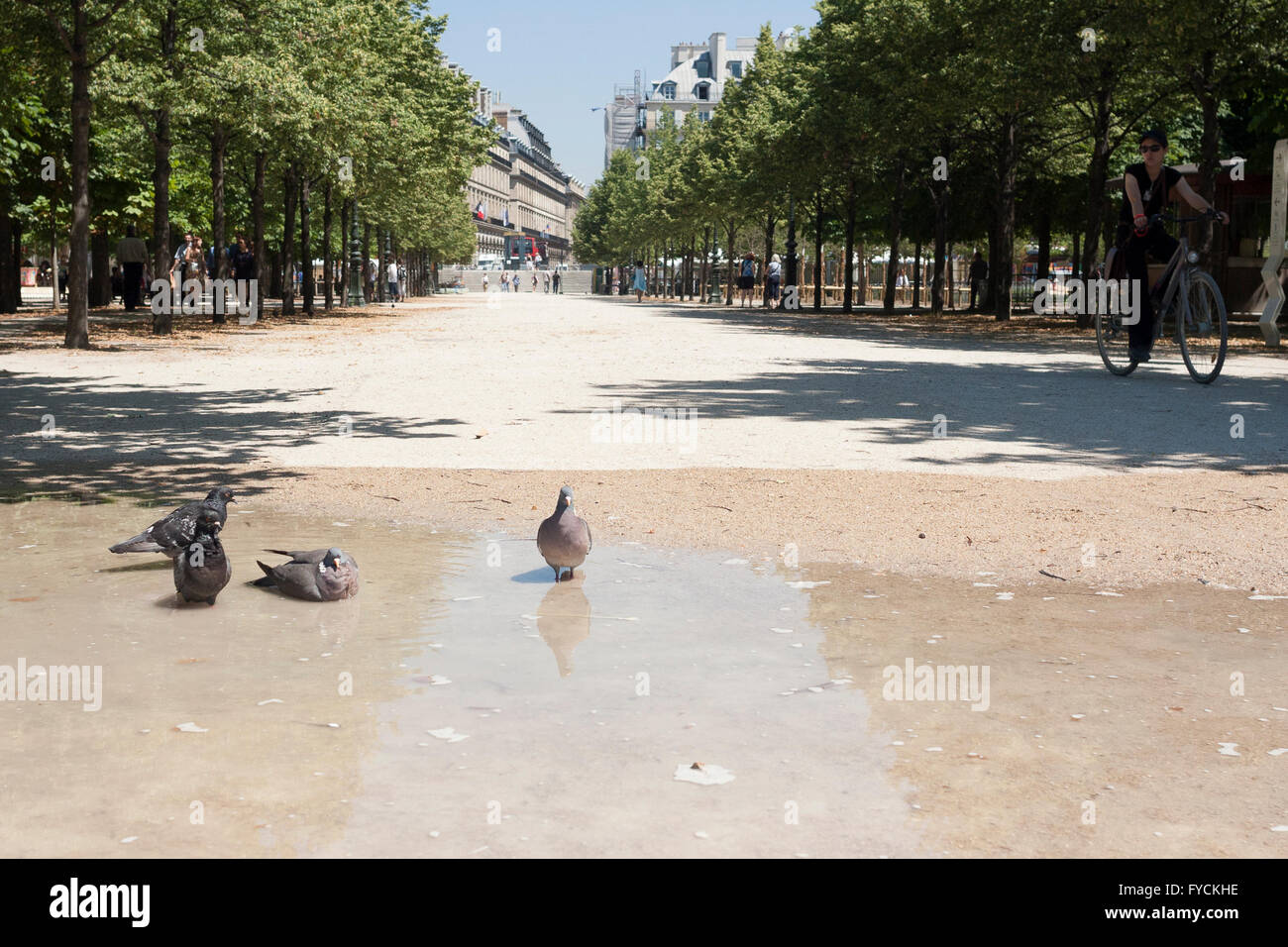 Wetter Temperatur hoch. Tauben bekommen kalte Dusche in den Champs-Élyséesin. Frankreich. PIC Pako Mera Stockfoto