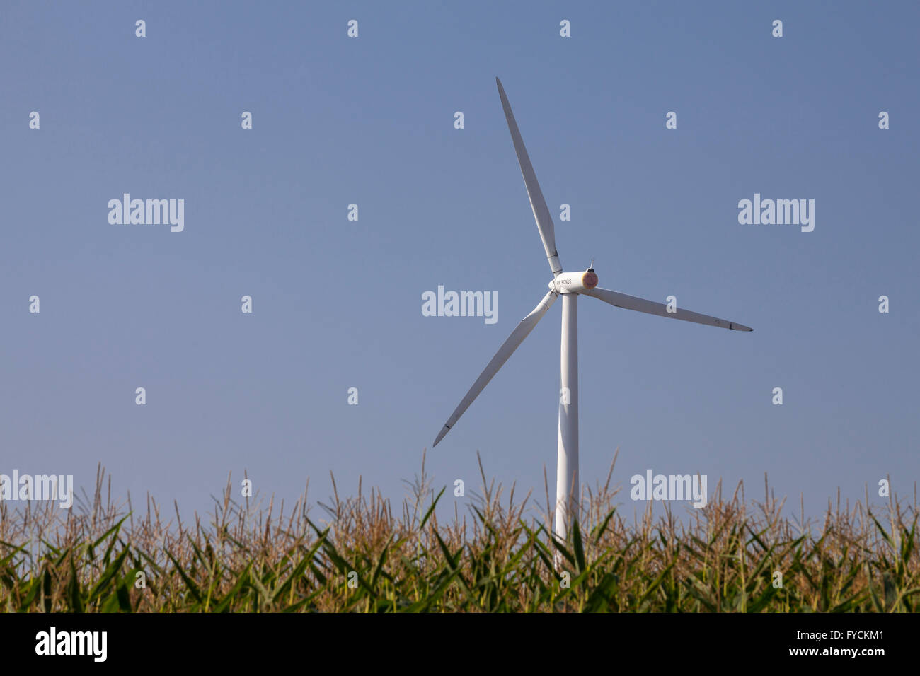 Windturbine hinter einem Maisfeld, Bornekamptal Tal, Unna, Ruhr Area, North Rhine-Westphalia, Germany Stockfoto