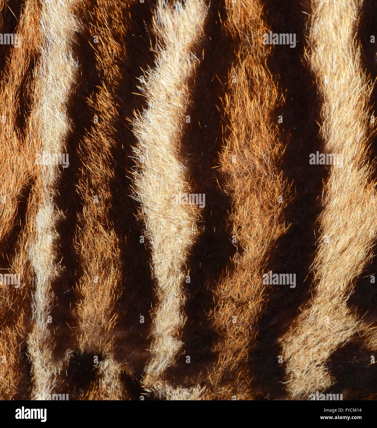 Sibirische Tiger Fell Stockfoto